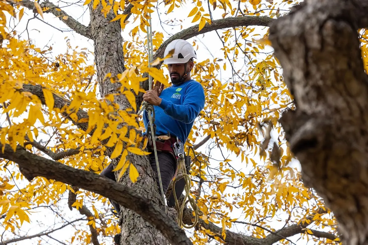 Skilled Tree Pruning crew working in Paulsboro